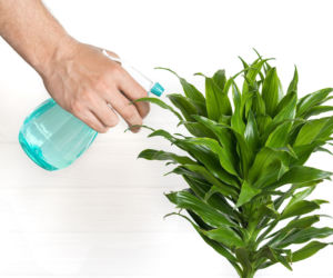 Dracena deremeńska