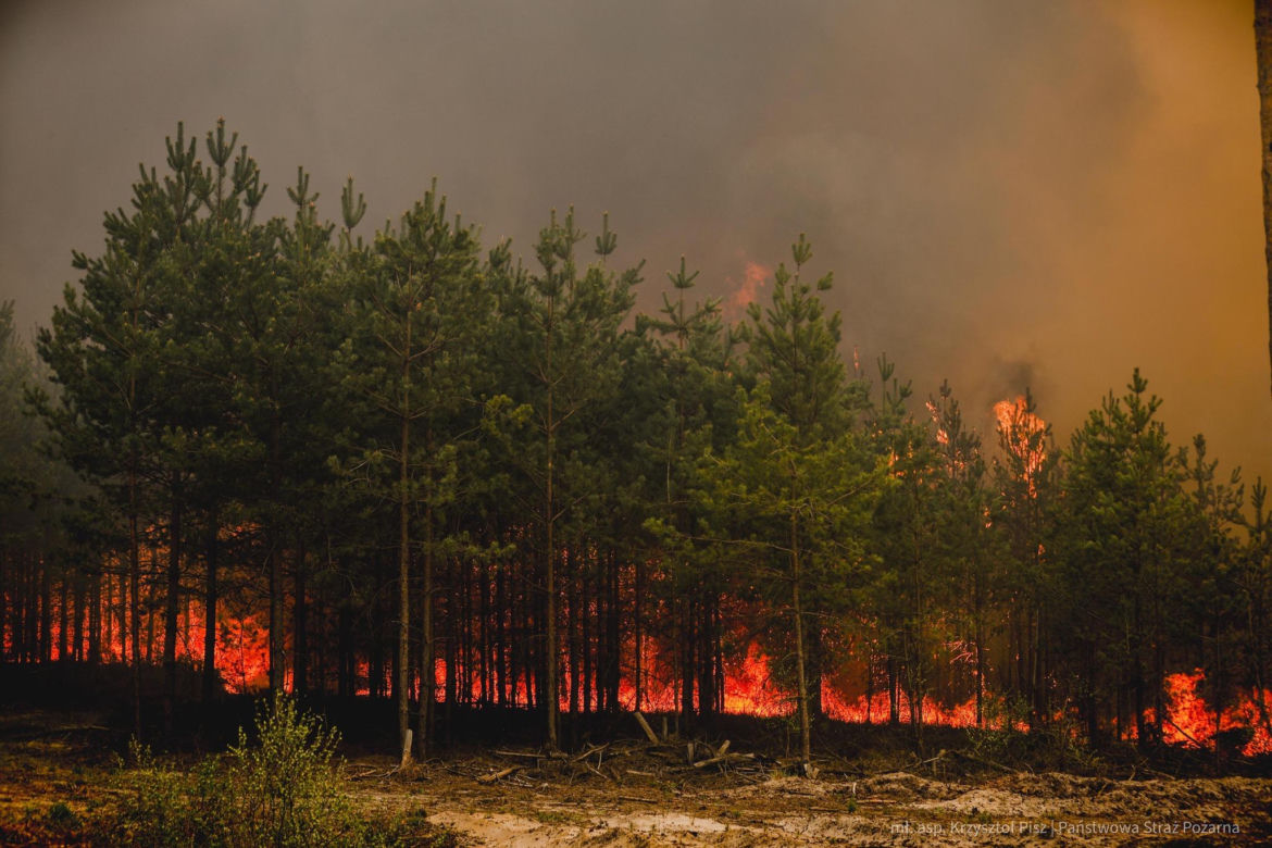 Walka z pożarem pod Biłgorajem. Szef MSWiA: „Jesteśmy umiarkowanymi optymistami”