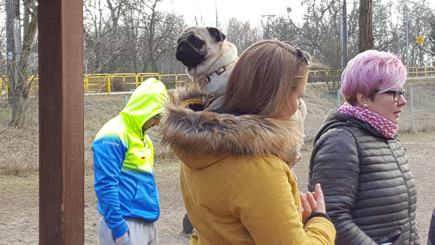 Spacer z mopsami