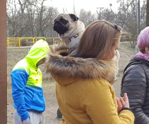 Spacer z mopsami