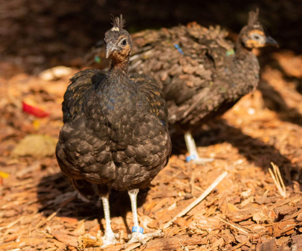 We wrocławskim zoo zamieszkały pawie kongijskie