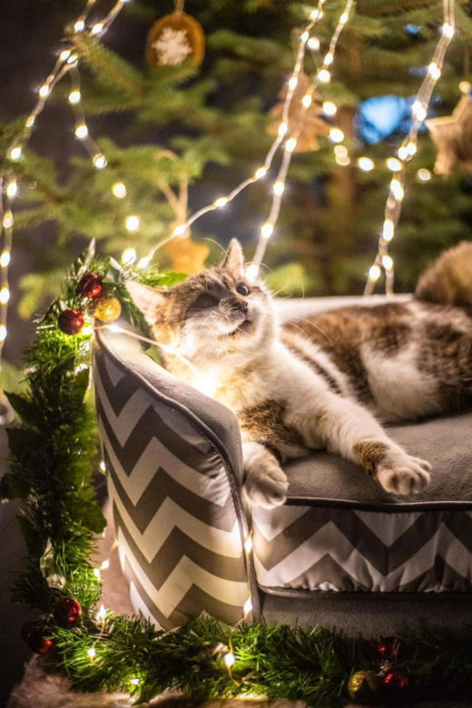 Świąteczne koty do Adopcji