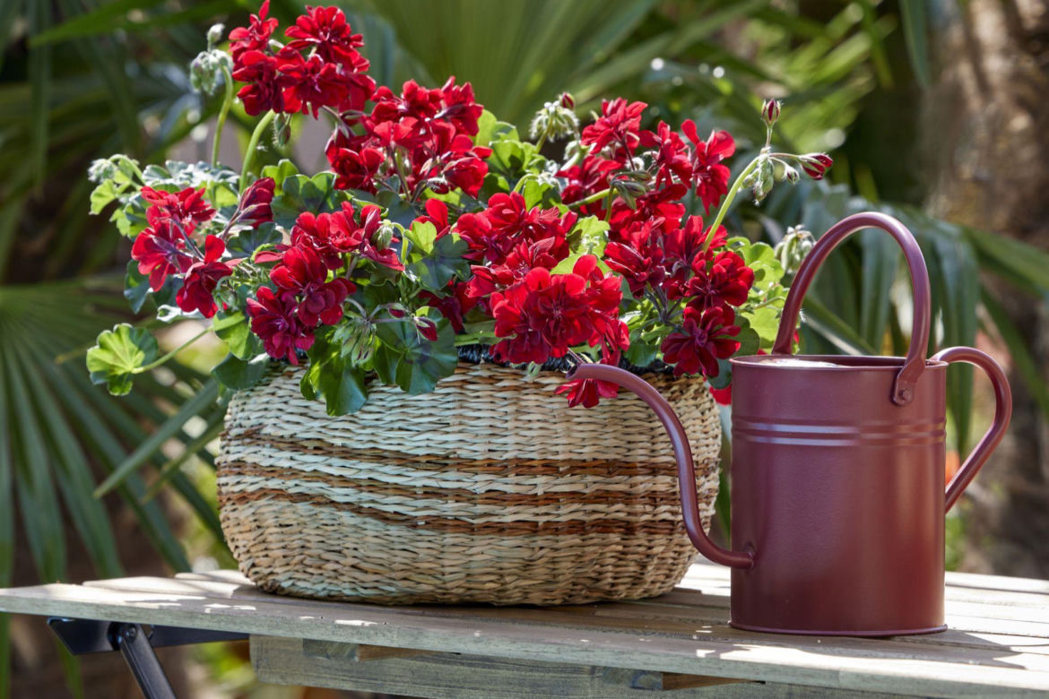 Czerwona pelargonia w koszu w stylu boho
