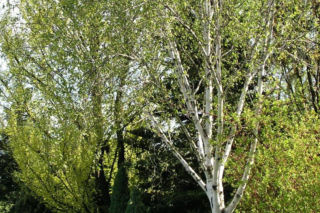 Brzoza pożyteczna 'Doorenbos' - Betula utilis 'Doorenbos'