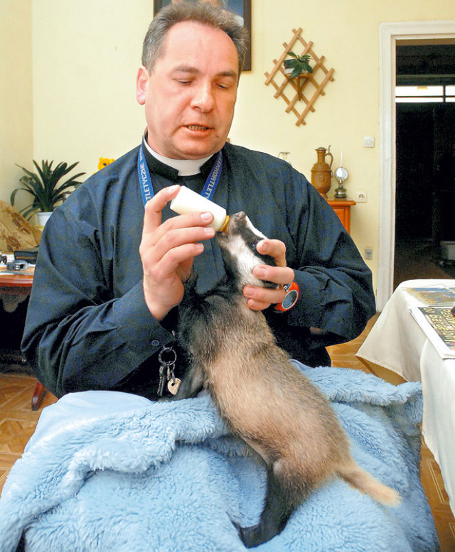 Ksiądz Sylwester: Nie śpię, bo karmię borsuka