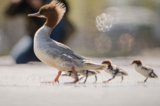 Warszawskie nurogęsi w drodze nad Wisłę. Ptaki wstrzymały ruch na jednej z głównych tras