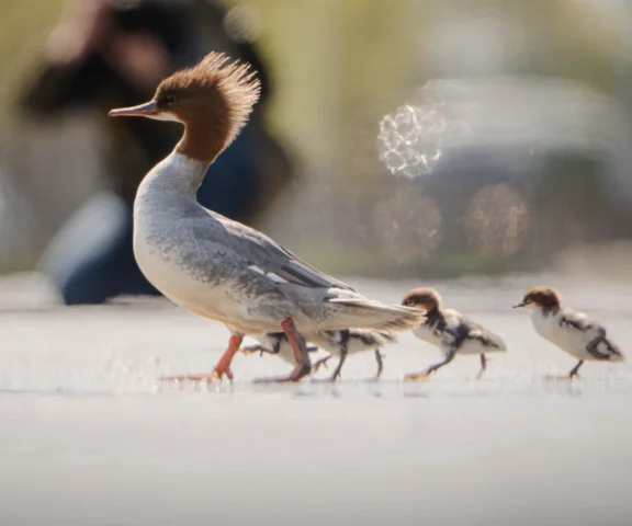 Warszawskie nurogęsi w drodze nad Wisłę. Ptaki wstrzymały ruch na niezwykle tłocznej trasie
