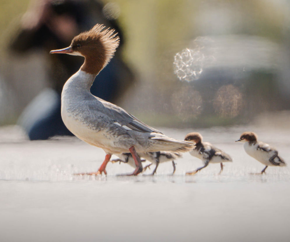 Nurogęsi w drodze 22.04.2026