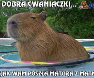 Memy maturalne