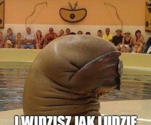 Sezon na MORSOWANIE otwarty! Zobacz najlepsze MEMY!