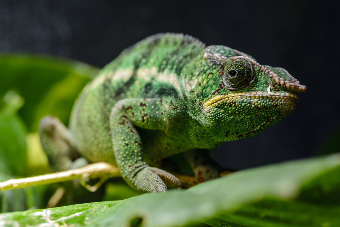 Kameleon lamparci (Furcifer pardalis)
