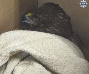 Ranny myszołów leżał bezradny i czekał na pomoc. Uratowali pięknego ptaka