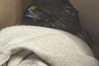 Ranny myszołów leżał bezradny i czekał na pomoc. Uratowali pięknego ptaka