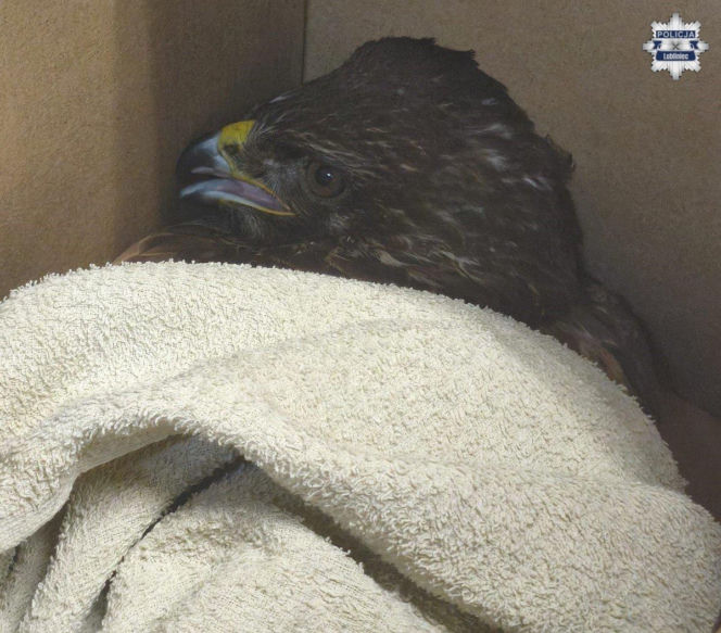 Ranny myszołów leżał bezradny i czekał na pomoc. Uratowali pięknego ptaka