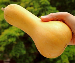 Dynia piżmowa - Butternut