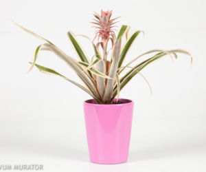 Ananas
