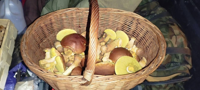 Amerykanin w świętokrzyskich lasach