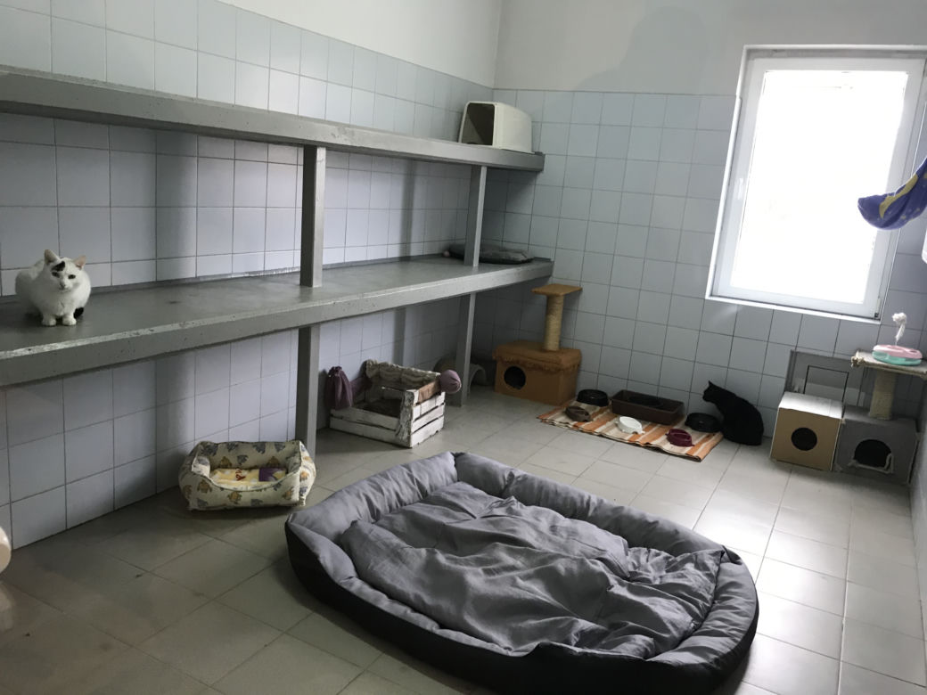 Dzień otwarty w lubelskim schronisku