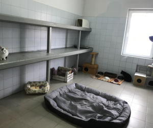 Dzień otwarty w lubelskim schronisku