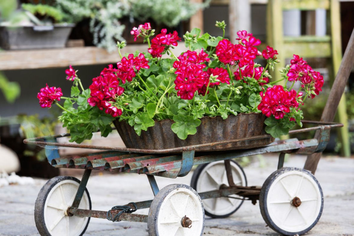 Pelargonie
