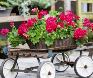 Pelargonie
