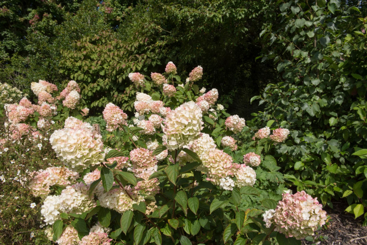 Hortensja bukietowa VANILLE FRAISE