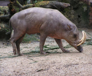 Babirussa