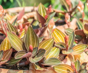 Ludisia discolor (hemaria)