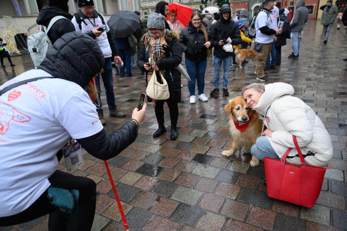 Poznań. Pokaz wyszkolenia psów z grupy „Golden Retriever WOŚP w Poznaniu” podczas 33. Finału Wielkiej Orkiestry Świątecznej Pomocy
