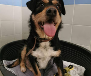 Interwencja w Sobolewie. Wrocławskie schronisko przyjęło 10 psów