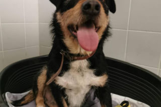 Interwencja w Sobolewie. Wrocławskie schronisko przyjęło 10 psów