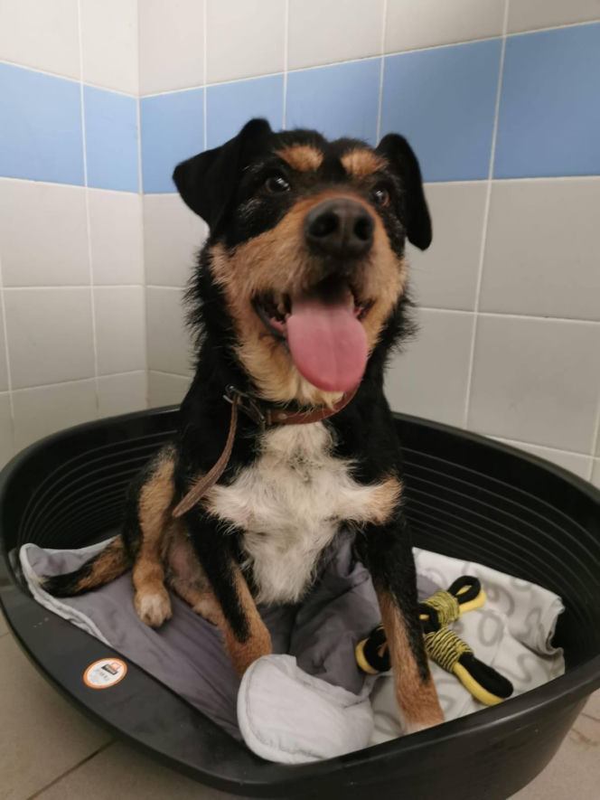 Interwencja w Sobolewie. Wrocławskie schronisko przyjęło 10 psów