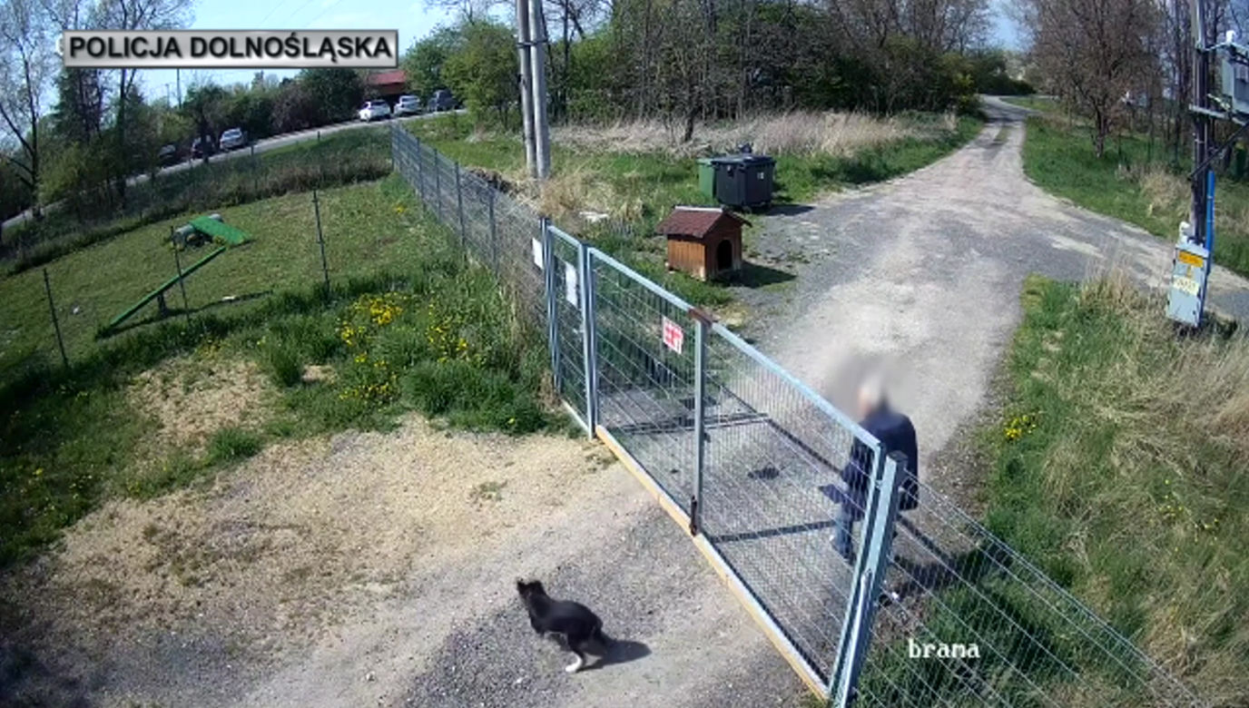 Sadysta rzucił psem przez ogrodzenie schroniska! Wszystko się nagrało. 