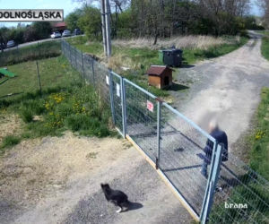 Sadysta rzucił psem przez ogrodzenie schroniska! Wszystko się nagrało. 