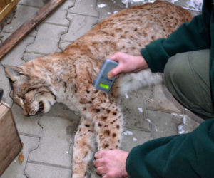 Nowe zwierzęta we wrocławskim zoo