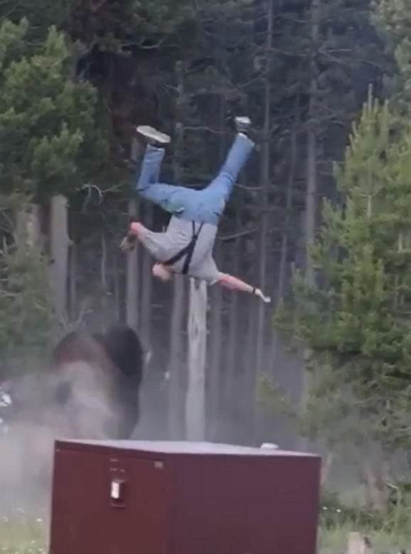 Atak bizona w Parku Narodowym Yellowstone