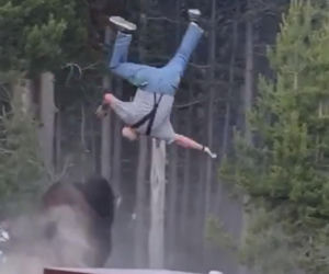 Atak bizona w Parku Narodowym Yellowstone