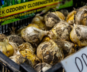 Sadzonki i cebulki kwiatów - Targi Garden 2026 Ptak Expo