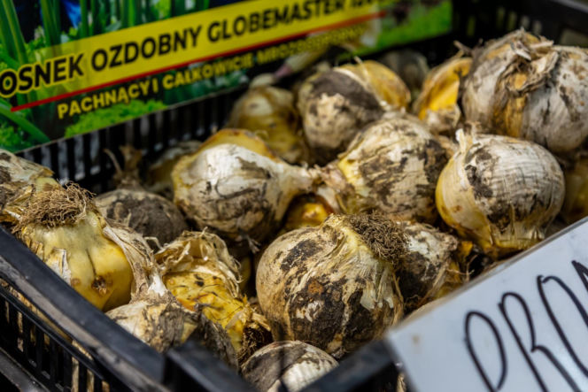 Sadzonki i cebulki kwiatów - Targi Garden 2026 Ptak Expo