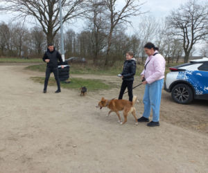 Przybyło psów w schronisku w Henrykowie koło Leszna. Ilość zatrważająca