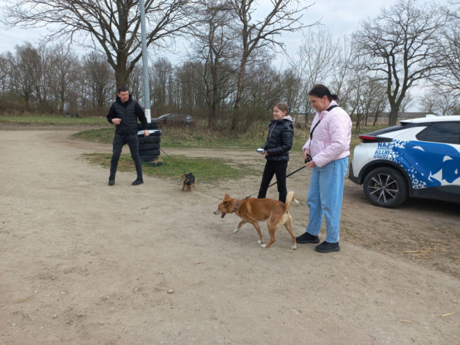 Przybyło psów w schronisku w Henrykowie koło Leszna. "Ilość zatrważająca"