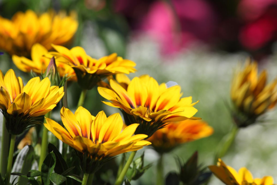 Gazania
