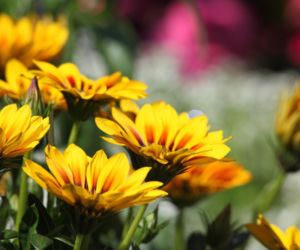 Gazania