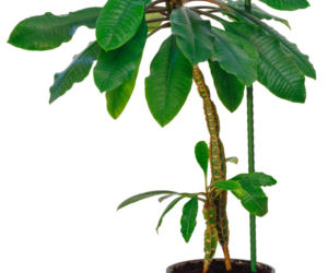 Wilczomlecz białounerwiony