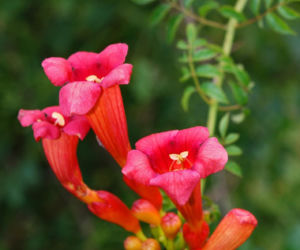 Ta roślina to znakomita alternatywa dla tui. Posadź w ogrodzie, a nie pożałujesz
