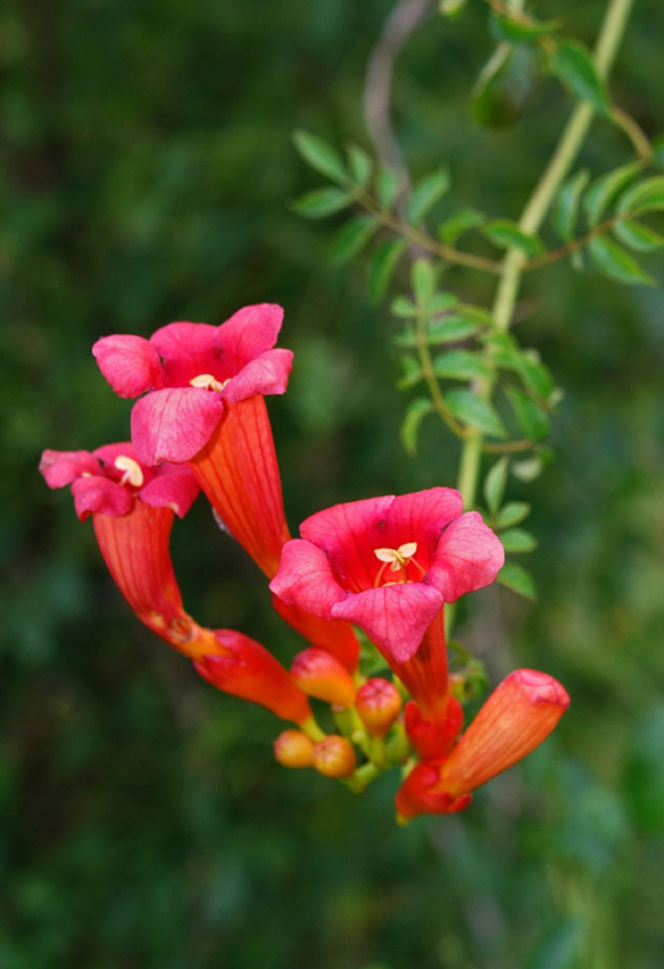 Ta roślina to znakomita alternatywa dla tui. Posadź w ogrodzie, a nie pożałujesz