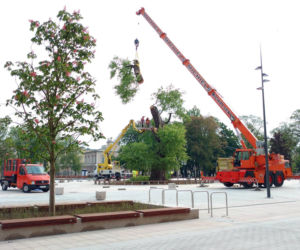 Baobab został wycięty