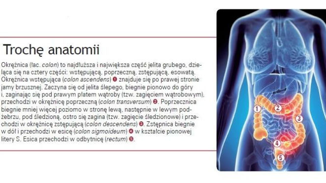 Jak zbudowana jest okrężnica?
