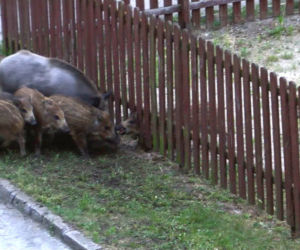 DZIKI ODWIEDZIŁY PLAC ZABAW - INTERWENIOWAŁA STRAŻ POŻARNA.