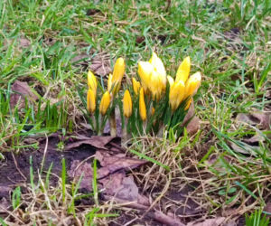 Pierwsze krokusy w Szczecinie